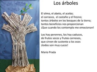 Los árboles
El olmo, el abeto, el acebo;
el carrasco, el castaño y el fresno;
tantos árboles en los bosques de la tierra;
tantos beneficios nos proporcionan
¡Que cuando los contemplo me emocionan!
Los hay perennes, los hay caducos,
de frutos secos y frutos carnosos,
que sirven de sustento a los osos
¡todos son muy cucos!
Mario Prada
 