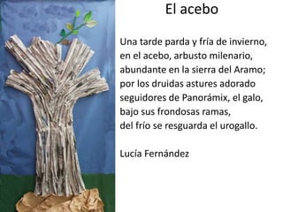El acebo
Una tarde parda y fría de invierno,
en el acebo, arbusto milenario,
abundante en la sierra del Aramo;
por los druidas astures adorado
seguidores de Panorámix, el galo,
bajo sus frondosas ramas,
del frío se resguarda el urogallo.
Lucía Fernández
 