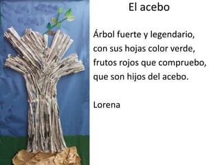 El acebo
Árbol fuerte y legendario,
con sus hojas color verde,
frutos rojos que compruebo,
que son hijos del acebo.
Lorena
 