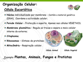 Organização Celular:
  Célula Eucariótica
      Núcleo individualizado por membrana - Contém o material genético
      (DNA). Coordena a actividade celular;

      Parede Celular – Protecção e suporte. Apenas nas células VEGETAIS;

      Membrana plasmática – Regula as trocas e separa o meio celular
      interno do externo;

      Citoplasma;

      Ribossomas – Síntese de proteínas;

      Mitocôndria – Respiração celular.

                                           Célula Animal    Célula Vegetal


  Exemplo:
Page  7
             Plantas, Animais, Fungos e Protistas
 