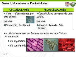 Seres Unicelulares e Pluricelulares:

           UNICELULARES              PLURICELULARES
    Constituídos apenas por    Constituídos por mais de uma
  uma célula.                 célula.
  Exemplos:                   Exemplos:

     Paramécia, Bactérias.     Caracol, Tomate, Cão,
                              Homem.

  As células apresentam formas variadas ou indefinidas,
  dependendo:
           do organismo;
           da sua função.


Page  8
 
