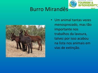 Burro Mirandês Um animal tantas vezes menosprezado, mas tão importante nos trabalhos da lavoura, talvez por isso acabou na lista nos animais em vias de extinção. 