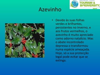 Azevinho Devido às suas folhas verdes e brilhantes, persistentes no Inverno, e aos frutos vermelhos, o azevinho é muito apreciado como adorno natalício. Mas o abate incontrolado depressa o transformou numa espécie ameaçada. Hoje, só a sua protecção legal pode evitar que se extinga. 