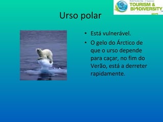 Urso polar  Está vulnerável.  O gelo do Árctico de que o urso depende para caçar, no fim do Verão, está a derreter rapidamente. 