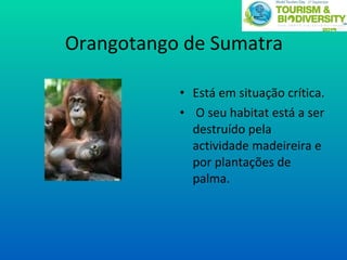 Orangotango de Sumatra Está em situação crítica. O seu habitat está a ser destruído pela actividade madeireira e por plantações de palma. 
