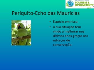 Periquito-Echo das Maurícias  Espécie em risco. A sua situação tem vindo a melhorar nos últimos anos graças aos esforços de conservação. 