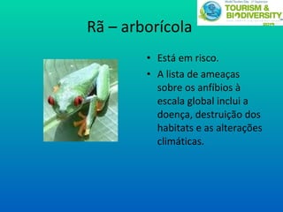 Rã – arborícola  Está em risco.  A lista de ameaças sobre os anfíbios à escala global inclui a doença, destruição dos habitats e as alterações climáticas. 