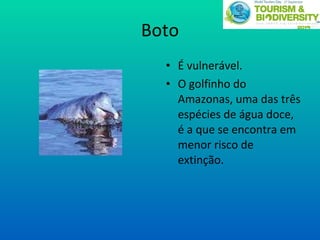 Boto É vulnerável.  O golfinho do Amazonas, uma das três espécies de água doce, é a que se encontra em menor risco de extinção. 