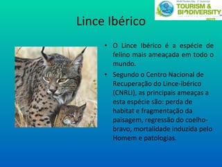 Lince Ibérico O Lince Ibérico é a espécie de felino mais ameaçada em todo o mundo.  Segundo o Centro Nacional de Recuperação do Lince-ibérico (CNRLI), as principais ameaças a esta espécie são: perda de habitat e fragmentação da paisagem, regressão do coelho-bravo, mortalidade induzida pelo Homem e patologias. 