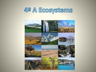 4ºa ecosystems