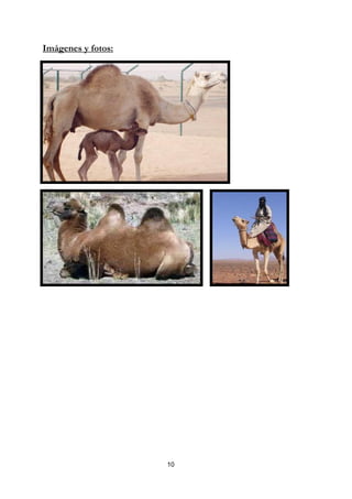 Imágenes y fotos:




                    10
 