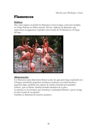 Hábitat
Hay varios lugares en donde los flamencos viven en lagos, como por ejemplo,
en el lago Nakura en África oriental. Ahí hay millones de flamencos que
representan un gigantesco enjambre color rosado de 45 kilómetros a lo largo
del lago.




Alimentación
Los flamencos para alimentarse llenan su pico de agua para luego expulsarla con
la lengua, reteniendo, pequeños crustáceos, moluscos en estado larvario y
pequeñas algas, mediante una especie de colador formado por laminillas
córneas (que se llaman lamelas),situadas alrededor de su pico.
La artemia, es un crustáceo que constituye su principal alimento y que le otorga
el color rosado de sus plumas.
También se alimentan de insectos acuáticos.




                                      15
 