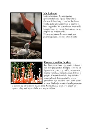 Nacimiento
                                    La incubación es de sesenta días
                                    aproximadamente y para cumplirla se
                                    alternan la hembra y el macho. Lo hacen
                                    con las patas encogidas bajo el cuerpo o
                                    bien colgando a los costados de montículo.
                                    Los pichones no vuelan hasta varios meses
                                    después de haber nacido.
                                    El característico colorido rosa de sus
                                    plumas aparece a los seis años de vida.




                                    Formas o estilos de vida
                                     Los flamencos viven en grandes colonias y
                                     son muy prevenidos. Siempre se los ve en
                                     lagunas con poca vegetación y costas con
                                     mucha visibilidad para observar de lejos el
                                     peligro. En estas bandadas hay siempre
                                     encargados de la seguridad. Si ven o
                                     presienten algo extraño, a una señal echan
                                     a volar. Todos juntos en el vuelo presentan
el aspecto de un hermoso manto rosa. Normalmente estas aves eligen las
lagunas y lagos de agua salada, son muy sociables.




                                       16
 