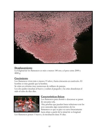 Desplazamiento
La longitud de los flamencos es más o menos 140 cm y el peso entre 2000 y
4000 g

Crecimiento
Los flamencos viven más o menos 15 años y hasta cincuenta en cautiverio. El
hombre es más grande que la hembra.
Se crían en colonias muy numerosas de millares de parejas.
Los dos padres incuban al huevo y cuidan al pequeño y las crías abandonan el
nido al cabo de diez días.

                             Características físicas
                           Los flamencos para dormir o descansar se paran
                           de una pata sola.
                            Hay pruebas que pueden hacer relaciones con las
                           aves zancudas algo característico de los
                           flamencos es que su pico se curva bruscamente
                           hacia abajo a partir de la mitad de su longitud.
Los flamencos ponen 1 huevo y la incubación dura 31 días.




                                      17
 