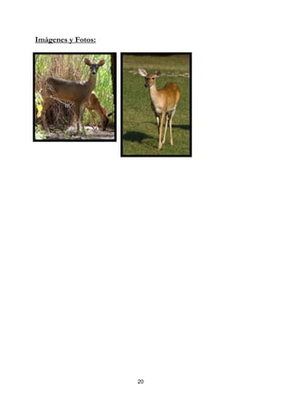 Imágenes y Fotos:




                    20
 