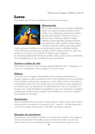 Hay distintos tipos de loros esta información se basa en los más comunes.

                                     Alimentación
                                Ellos comen manzana, pera, naranja, mandarina,
                                limón, kiwi, papaya, mango, granada, melón,
                                sandía, uvas, albaricoque, melocotón, ciruelas,
                                guayaba, piña, plátano, chirimoyas, cerezas,
                                picotas, fresa, frambuesa, plátano acelgas,
                                espinacas, batata (guisada), lechuga, pimiento
                                rojo, pimiento verdes, también comen frutas y
                                verduras zanahoria, calabaza (guisada), judías
verdes, guisantes (también en su vaina),tomate, pepino, calabacín también
comen alimentos naturales por ejemplo cereales, yogurt normal etc. ellos son
herbívoros y comen en los árboles el alimento que consiguen.
Se alimentan predominantemente de semillas, frutas, yemas, raíces y tubérculos.
Sus necesidades por lo que se refiere al agua son mínimas.

Formas o estilos de vida
Ellos nacen en huevos. Van en grupos aproximadamente de a 7 integrantes o a
veces de a 2 integrantes. Van en grupos. Viven en la selva.

Hábitat
Los loros viven en lugares subtropicales (selvas calurosas donde llueve) y
bosques, lugares de gran vegetación, suelen vivir en árboles pero otros prefieren
vivir en lugares como grietas, termiteros y cuevas. Ellos viven en el hemisferio
sur del planeta pero hay casos donde viven en el hemisferio norte (ejemplo) el
loro choroy que vive únicamente en Chile (hemisferio sur), en Australia, es la
cacatúa rosa o galah (Eolophus roseicapillus) la que vive en pueblos y ciudades;
ciudades que pueden ser muy grandes, como Melbourne, una de las ciudades
más pobladas de Australia.

Nacimiento
Para el nacimiento de la cría el loro macho hace un “nido” dentro de un árbol,
en una grieta o un termitero, la mayoría de las “ especies ” de loros tienen de 5
a 12 huevos cuando nacen (entre 13-20 días) son ciegos y sin pelo.


Ejemplos de nacimiento
El guacamayo suele anidar en parejas o en grupos que, muchas veces, supera la
docena. Es ahí donde las hembras ponen un máximo de dos o tres huevos
(cada 2 años) ,una vez terminada la puesta, se muestran muy agresivos ante
                                             21
 