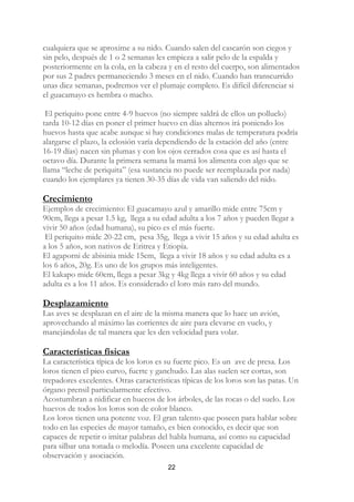 cualquiera que se aproxime a su nido. Cuando salen del cascarón son ciegos y
sin pelo, después de 1 o 2 semanas les empieza a salir pelo de la espalda y
posteriormente en la cola, en la cabeza y en el resto del cuerpo, son alimentados
por sus 2 padres permaneciendo 3 meses en el nido. Cuando han transcurrido
unas diez semanas, podremos ver el plumaje completo. Es difícil diferenciar si
el guacamayo es hembra o macho.

 El periquito pone entre 4-9 huevos (no siempre saldrá de ellos un polluelo)
tarda 10-12 días en poner el primer huevo en días alternos irá poniendo los
huevos hasta que acabe aunque si hay condiciones malas de temperatura podría
alargarse el plazo, la eclosión varía dependiendo de la estación del año (entre
16-19 días) nacen sin plumas y con los ojos cerrados cosa que es así hasta el
octavo día. Durante la primera semana la mamá los alimenta con algo que se
llama “leche de periquita” (esa sustancia no puede ser reemplazada por nada)
cuando los ejemplares ya tienen 30-35 días de vida van saliendo del nido.

Crecimiento
Ejemplos de crecimiento: El guacamayo azul y amarillo mide entre 75cm y
90cm, llega a pesar 1.5 kg, llega a su edad adulta a los 7 años y pueden llegar a
vivir 50 años (edad humana), su pico es el más fuerte.
 El periquito mide 20-22 cm, pesa 35g, llega a vivir 15 años y su edad adulta es
a los 5 años, son nativos de Eritrea y Etiopía.
El agaporni de abisinia mide 15cm, llega a vivir 18 años y su edad adulta es a
los 6 años, 20g. Es uno de los grupos más inteligentes.
El kakapo mide 60cm, llega a pesar 3kg y 4kg llega a vivir 60 años y su edad
adulta es a los 11 años. Es considerado el loro más raro del mundo.

Desplazamiento
Las aves se desplazan en el aire de la misma manera que lo hace un avión,
aprovechando al máximo las corrientes de aire para elevarse en vuelo, y
manejándolas de tal manera que les den velocidad para volar.

Características físicas
La característica típica de los loros es su fuerte pico. Es un ave de presa. Los
loros tienen el pico curvo, fuerte y ganchudo. Las alas suelen ser cortas, son
trepadores excelentes. Otras características típicas de los loros son las patas. Un
órgano prensil particularmente efectivo.
Acostumbran a nidificar en huecos de los árboles, de las rocas o del suelo. Los
huevos de todos los loros son de color blanco.
Los loros tienen una potente voz. El gran talento que poseen para hablar sobre
todo en las especies de mayor tamaño, es bien conocido, es decir que son
capaces de repetir o imitar palabras del habla humana, así como su capacidad
para silbar una tonada o melodía. Poseen una excelente capacidad de
observación y asociación.
                                        22
 