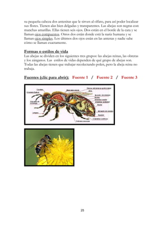 su pequeña cabeza dos antenitas que le sirven al olfato, para así poder localizar
sus flores. Tienen alas bien delgadas y transparentes. Las abejas son negras con
manchas amarillas. Ellas tienen seis ojos. Dos están en el borde de la cara y se
llaman ojos compuestos. Otros dos están donde está la nariz humana y se
llaman ojos simples. Los últimos dos ojos están en las antenas y nadie sabe
cómo se llaman exactamente.

Formas o estilos de vida
Las abejas se dividen en los siguientes tres grupos: las abejas reinas, las obreras
y los zánganos. Las estilos de vidas dependen de qué grupo de abejas son.
Todas las abejas tienen que trabajar recolectando polen, pero la abeja reina no
trabaja.

Fuentes (clic para abrir): Fuente 1 / Fuente 2 / Fuente 3




                                         25
 