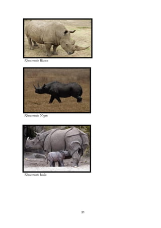 Rinoceronte Blanco




Rinoceronte Negro




Rinoceronte Indio




                     31
 