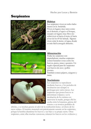 Hábitat
                                              Las serpientes viven en todos lados
                                              menos en la Antártida.
                                              Viven en lugares muy raros como
                                              en el desierto, el agua o el bosque,
                                              excepto en lugares muy fríos (no
                                              sobreviven ni hacia el norte ni hacia
                                              el sur de los 69 de latitud). Algunas
                                              viven entre la tierra y el agua, donde
                                              es más fácil conseguir alimento.



                                              Alimentación
                                              Todas las serpientes son
                                              depredadoras, muchas serpientes
                                              comen bastantes cosas como los
                                              huevos, peces, ranas y gusanos. Un
                                              regalo especial para las serpientes
                                              son huevos de aves y pollos
                                              jóvenes.
                                              También comen pájaros, canguros y
                                              ranas.

                                              Nacimiento
                                               Las serpientes se reproducen
                                               mediante huevos, y los períodos de
                                               incubación casi siempre se
                                               prolongan por varios meses. Las
                                               serpientes que ponen huevos se
                                               denominan ovíparas y en la
                                               incubación de los mismos no
                                               interviene la madre, porque ella los
                                               oculta entre la hojarasca, grietas del
                                               terreno o en troncos podridos de
árboles, y se incuban gracias al calor de la combustión lenta y al efecto de los
rayos solares. El instinto maternal está prácticamente ausente en las serpientes,
porque la hembra abandona los huevos y sus hijos a su propia suerte. Otras
serpientes, entre ellas muchas venenosas, retienen los huevos en los oviductos y

                                         36
 