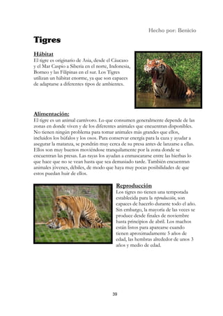 Hábitat
El tigre es originario de Asia, desde el Cáucaso
y el Mar Caspio a Siberia en el norte, Indonesia,
Borneo y las Filipinas en el sur. Los Tigres
utilizan un hábitat enorme, ya que son capaces
de adaptarse a diferentes tipos de ambientes.




Alimentación:
El tigre es un animal carnívoro. Lo que consumen generalmente depende de las
zonas en donde viven y de los diferentes animales que encuentran disponibles.
No tienen ningún problema para tomar animales más grandes que ellos,
incluidos los búfalos y los osos. Para conservar energía para la caza y ayudar a
asegurar la matanza, se pondrán muy cerca de su presa antes de lanzarse a ellas.
Ellos son muy buenos moviéndose tranquilamente por la zona donde se
encuentran las presas. Las rayas los ayudan a enmascararse entre las hierbas lo
que hace que no se vean hasta que sea demasiado tarde. También encuentran
animales jóvenes, débiles, de modo que haya muy pocas posibilidades de que
estos puedan huir de ellos.

                                         Reproducción
                                         Los tigres no tienen una temporada
                                         establecida para la reproducción, son
                                         capaces de hacerlo durante todo el año.
                                         Sin embargo, la mayoría de las veces se
                                         produce desde finales de noviembre
                                         hasta principios de abril. Los machos
                                         están listos para aparearse cuando
                                         tienen aproximadamente 5 años de
                                         edad, las hembras alrededor de unos 3
                                         años y medio de edad.




                                        39
 