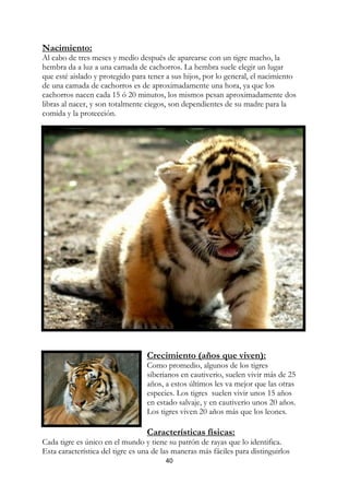 Nacimiento:
Al cabo de tres meses y medio después de aparearse con un tigre macho, la
hembra da a luz a una camada de cachorros. La hembra suele elegir un lugar
que esté aislado y protegido para tener a sus hijos, por lo general, el nacimiento
de una camada de cachorros es de aproximadamente una hora, ya que los
cachorros nacen cada 15 ó 20 minutos, los mismos pesan aproximadamente dos
libras al nacer, y son totalmente ciegos, son dependientes de su madre para la
comida y la protección.




                                  Crecimiento (años que viven):
                                  Como promedio, algunos de los tigres
                                  siberianos en cautiverio, suelen vivir más de 25
                                  años, a estos últimos les va mejor que las otras
                                  especies. Los tigres suelen vivir unos 15 años
                                  en estado salvaje, y en cautiverio unos 20 años.
                                  Los tigres viven 20 años más que los leones.

                                  Características físicas:
Cada tigre es único en el mundo y tiene su patrón de rayas que lo identifica.
Esta característica del tigre es una de las maneras más fáciles para distinguirlos
                                        40
 