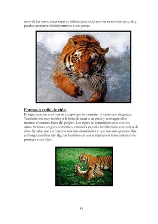 unos de los otros, estas rayas se utilizan para ocultarse en su entorno natural, y
puedan acercarse silenciosamente a sus presas.




Formas o estilo de vida:
El tigre tiene un estilo en su cuerpo que les permite moverse con elegancia.
También son muy rápidos a la hora de cazar a su presa y conseguir ellos
mismos el camino fuera del peligro. Los tigres se comunican unos con los
otros. Si tienes un gato doméstico, entonces ya estás familiarizado con varios de
ellos. Se sabe que los machos son más dominantes y que son más grandes. Sin
embargo, también hay algunas hembras en una competencia feroz tratando de
proteger a sus hijos.




                                        41
 