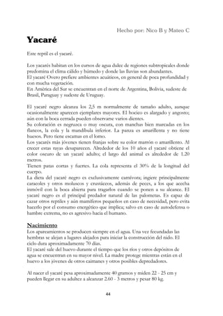 Este reptil es el yacaré.

Los yacarés habitan en los cursos de agua dulce de regiones subtropicales donde
predomina el clima cálido y húmedo y donde las lluvias son abundantes.
El yacaré Overo prefiere ambientes acuáticos, en general de poca profundidad y
con mucha vegetación.
En América del Sur se encuentran en el norte de Argentina, Bolivia, sudeste de
Brasil, Paraguay y sudeste de Uruguay.

El yacaré negro alcanza los 2,5 m normalmente de tamaño adulto, aunque
ocasionalmente aparecen ejemplares mayores. El hocico es alargado y angosto;
aún con la boca cerrada pueden observarse varios dientes.
Su coloración es negruzca o muy oscura, con manchas bien marcadas en los
flancos, la cola y la mandíbula inferior. La panza es amarillenta y no tiene
huesos. Pero tiene escamas en el lomo.
Los yacarés más jóvenes tienen franjas sobre su color marrón o amarillento. Al
crecer estas rayas desaparecen. Alrededor de los 10 años el yacaré obtiene el
color oscuro de un yacaré adulto; el largo del animal es alrededor de 1.20
metros.
Tienen patas cortas y fuertes. La cola representa el 30% de la longitud del
cuerpo.
La dieta del yacaré negro es exclusivamente carnívora; ingiere principalmente
caracoles y otros moluscos y crustáceos, además de peces, a los que acecha
inmóvil con la boca abierta para tragarlos cuando se ponen a su alcance. El
yacaré negro es el principal predador natural de las palometas. Es capaz de
cazar otros reptiles y aún mamíferos pequeños en caso de necesidad, pero evita
hacerlo por el consumo energético que implica; salvo en caso de autodefensa o
hambre extrema, no es agresivo hacia el humano.

Nacimiento
Los apareamientos se producen siempre en el agua. Una vez fecundadas las
hembras se alejan a lugares alejados para iniciar la construcción del nido. El
ciclo dura aproximadamente 70 días.
El yacaré sale del huevo durante el tiempo que los ríos y otros depósitos de
agua se encuentran en su mayor nivel. La madre protege mientras están en el
huevo a los jóvenes de otros caimanes y otros posibles depredadores.

Al nacer el yacaré pesa aproximadamente 40 gramos y miden 22 - 25 cm y
pueden llegar en su adultez a alcanzar 2.60 - 3 metros y pesar 80 kg.

                                       44
 