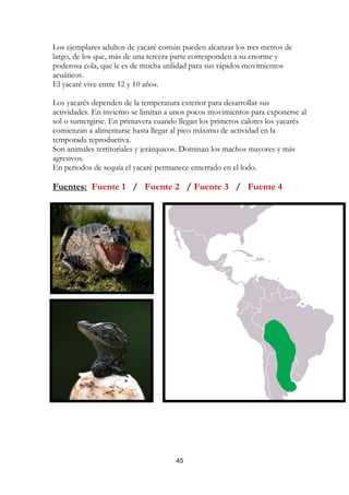 Los ejemplares adultos de yacaré común pueden alcanzar los tres metros de
largo, de los que, más de una tercera parte corresponden a su enorme y
poderosa cola, que le es de mucha utilidad para sus rápidos movimientos
acuáticos.
El yacaré vive entre 12 y 10 años.

Los yacarés dependen de la temperatura exterior para desarrollar sus
actividades. En invierno se limitan a unos pocos movimientos para exponerse al
sol o sumergirse. En primavera cuando llegan los primeros calores los yacarés
comienzan a alimentarse hasta llegar al pico máximo de actividad en la
temporada reproductiva.
Son animales territoriales y jerárquicos. Dominan los machos mayores y más
agresivos.
En periodos de sequía el yacaré permanece enterrado en el lodo.

Fuentes: Fuente 1 / Fuente 2 / Fuente 3 / Fuente 4




                                     45
 