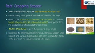 Rabi Cropping Season
 Sown in winter from Oct – Dec and harvested from Apri- Jun
 Wheat, barley, peas, gram & mustard are common rabi crops
 Grown in the north and northwestern parts of India; viz., such as
Punjab, Haryana, HP, J &K, Uttaranchal and UP are important for
the production of wheat and other rabi crops
 Western Disturbance helps in the success of these crops.
 Success of the green revolution in Punjab, Haryana, western Uttar
Pradesh and parts of Rajasthan has also been an important factor
in the growth of the abovementioned rabi crops.
 