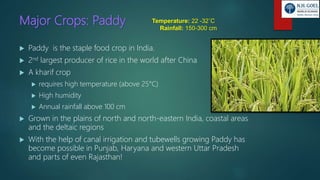Major Crops: Paddy
 Paddy is the staple food crop in India.
 2nd largest producer of rice in the world after China
 A kharif crop
 requires high temperature (above 25°C)
 High humidity
 Annual rainfall above 100 cm
 Grown in the plains of north and north-eastern India, coastal areas
and the deltaic regions
 With the help of canal irrigation and tubewells growing Paddy has
become possible in Punjab, Haryana and western Uttar Pradesh
and parts of even Rajasthan!
Temperature: 22 -32˚C
Rainfall: 150-300 cm
 