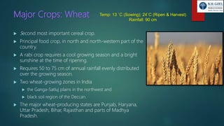 Major Crops: Wheat
 Second most important cereal crop.
 Principal food crop, in north and north-western part of the
country.
 A rabi crop requires a cool growing season and a bright
sunshine at the time of ripening.
 Requires 50 to 75 cm of annual rainfall evenly distributed
over the growing season.
 Two wheat-growing zones in India
 the Ganga-Satluj plains in the northwest and
 black soil region of the Deccan.
 The major wheat-producing states are Punjab, Haryana,
Uttar Pradesh, Bihar, Rajasthan and parts of Madhya
Pradesh.
Temp: 13 ˚C (Sowing); 24˚C (Ripen & Harvest)
Rainfall: 90 cm
 