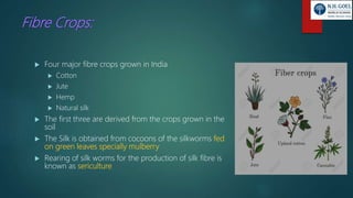 Fibre Crops:
 Four major fibre crops grown in India
 Cotton
 Jute
 Hemp
 Natural silk
 The first three are derived from the crops grown in the
soil
 The Silk is obtained from cocoons of the silkworms fed
on green leaves specially mulberry
 Rearing of silk worms for the production of silk fibre is
known as sericulture
 