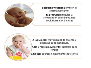 Búsqueda y succión permiten el
amamantamiento.
La protrusión dificulta la
alimentación con sólidos, que
involuciona a los 5 meses
A los 6 meses movimientos de ascenso y
descenso de la mandíbula.
A los 8 meses movimientos laterales de la
lengua
12 meses aparecen movimientos rotatorios
 