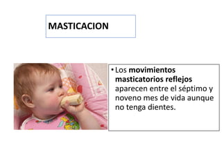 MASTICACION
•Los movimientos
masticatorios reflejos
aparecen entre el séptimo y
noveno mes de vida aunque
no tenga dientes.
 