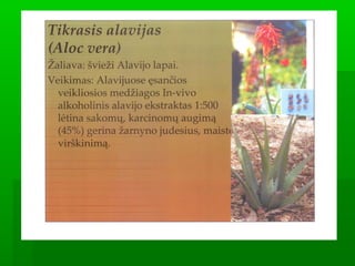 Juozas Ruolia: Vaistažolės, fitoterapiniai, homeopatiniai, vaistai slopinantis piktybinių navikų aktyvumą  Slide 48