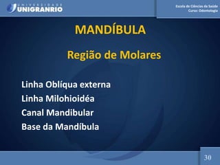 Escola de Ciências da Saúde
Curso: Odontologia
MANDÍBULA
Região de Molares
Linha Oblíqua externa
Linha Milohioidéa
Canal Mandibular
Base da Mandíbula
30
 