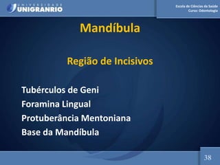 Escola de Ciências da Saúde
Curso: Odontologia
Mandíbula
Região de Incisivos
Tubérculos de Geni
Foramina Lingual
Protuberância Mentoniana
Base da Mandíbula
38
 