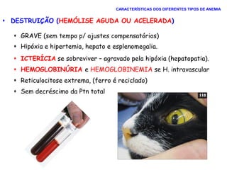  DESTRUIÇÃO (HEMÓLISE AGUDA OU ACELERADA)
 GRAVE (sem tempo p/ ajustes compensatórios)
 Hipóxia e hipertemia, hepato e esplenomegalia.
 ICTERÍCIA se sobreviver – agravado pela hipóxia (hepatopatia).
 HEMOGLOBINÚRIA e HEMOGLOBINEMIA se H. intravascular
 Reticulocitose extrema, (ferro é reciclado)
 Sem decréscimo da Ptn total
CARACTERÍSTICAS DOS DIFERENTES TIPOS DE ANEMIA
 