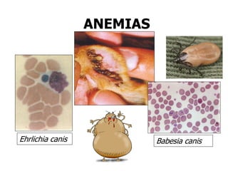 ANEMIAS
Ehrlichia canis Babesia canis
 