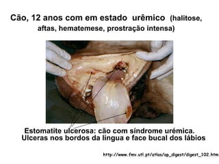 Estomatite ulcerosa: cão com síndrome urémica.
Ulceras nos bordos da língua e face bucal dos lábios
Cão, 12 anos com em estado urêmico (halitose,
aftas, hematemese, prostração intensa)
http://www.fmv.utl.pt/atlas/ap_digest/digest_102.htm
 