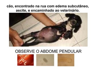 OBSERVE O ABDOME PENDULAR
cão, encontrado na rua com edema subcutâneo,
ascite, e encaminhado ao veterinário.
 