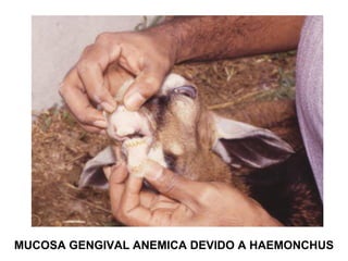 MUCOSA GENGIVAL ANEMICA DEVIDO A HAEMONCHUS
 