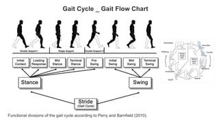 Functional divisions of the gait cycle according to Perry and Barnfield (2010).
Gait Cycle _ Gait Flow Chart
 