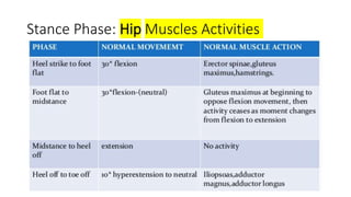 Stance Phase: Hip Muscles Activities
 