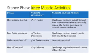 Stance Phase Knee Muscle Activities
 