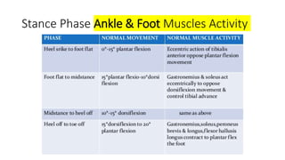 Stance Phase Ankle & Foot Muscles Activity
 