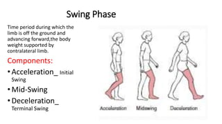 Swing Phase
Time period during which the
limb is off the ground and
advancing forward,the body
weight supported by
contralateral limb.
Components:
• Acceleration_ Initial
Swing
• Mid-Swing
• Deceleration_
Terminal Swing
 