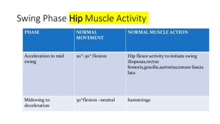 Swing Phase Hip Muscle Activity
 