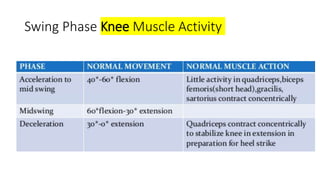 Swing Phase Knee Muscle Activity
 